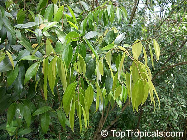 Cinnamomum cassia